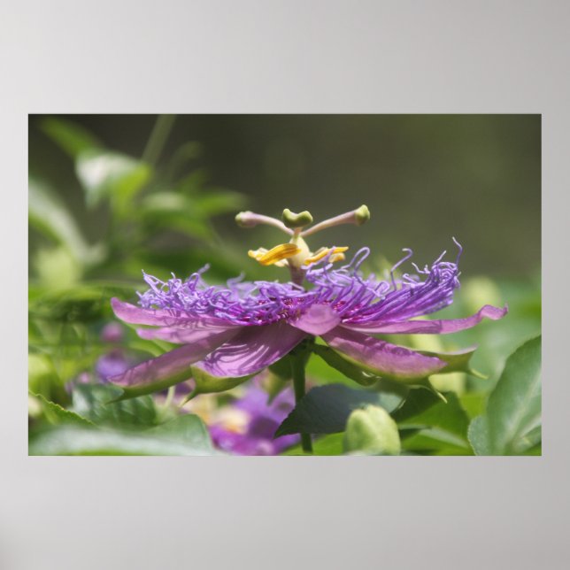 Lila Passionsblomma Poster (Framsidan)