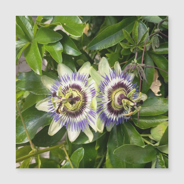 Lila Passionsblomma Postkort (Framsida)
