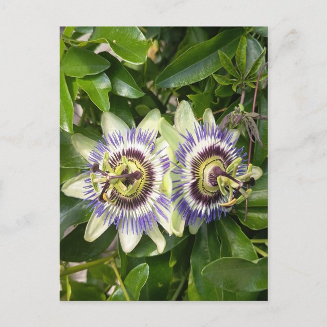 Lila Passionsblomma Postkort Vykort (Framsida)