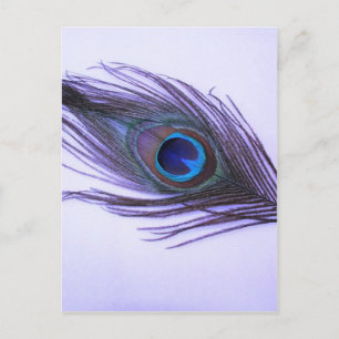 Lila Peacock Feather Vykort