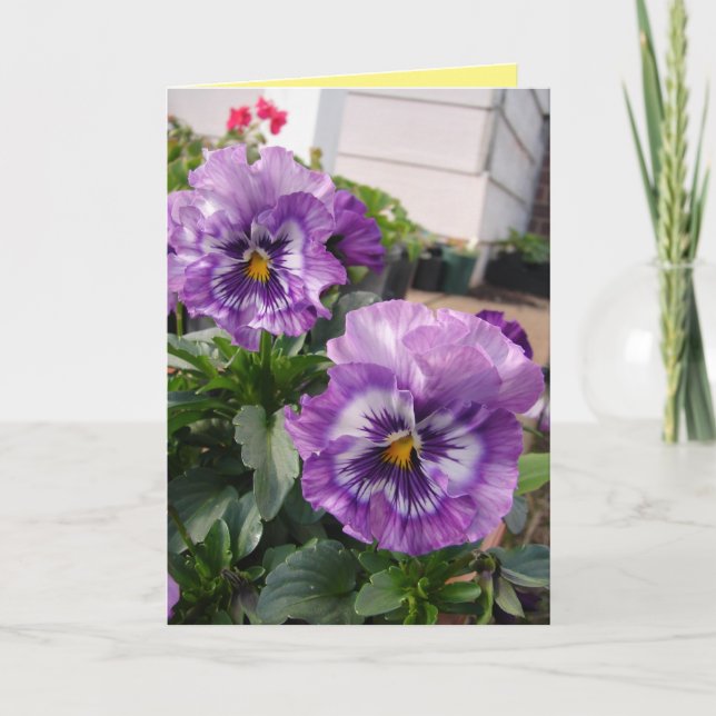 Lila pensé fotografera blommor blomsterkort kort (Framsida)