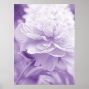 Lila Peony Poster
