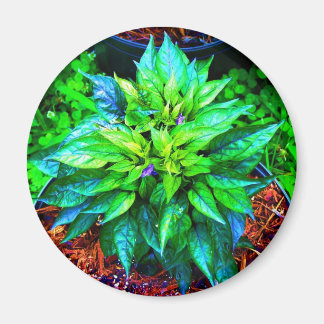 lila pequin pepper magnet