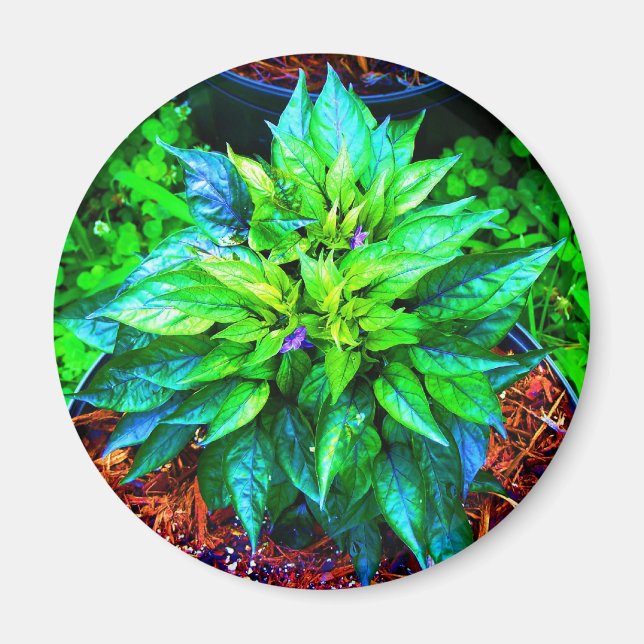 lila pequin pepper magnet (Framsidan)