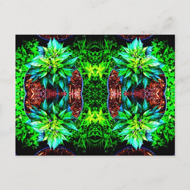 lila pequin spegel 4 vykort (Framsida)