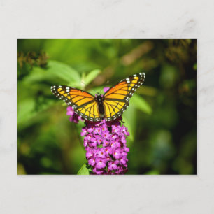 Lila Perch (Viceroy Butterfly) Vykort