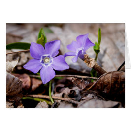 Lila Periwinkle Flowers Card Hälsningskort