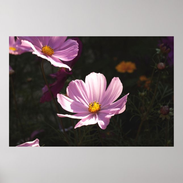 LILA PETALED FLOWER POSTER (Framsidan)