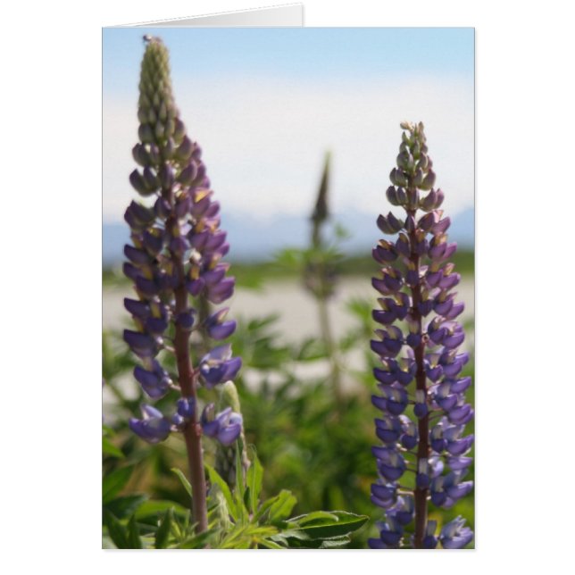 lila petaler hälsningskort (Framsidan)