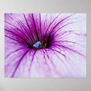 Lila Petunia Flower Photographic Art Print Poster