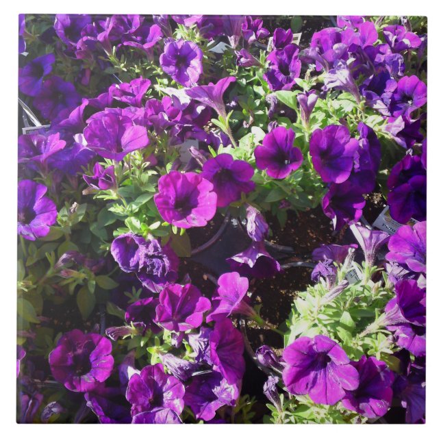 Lila Petunia Flower Tile Kakelplatta (Framsidan)