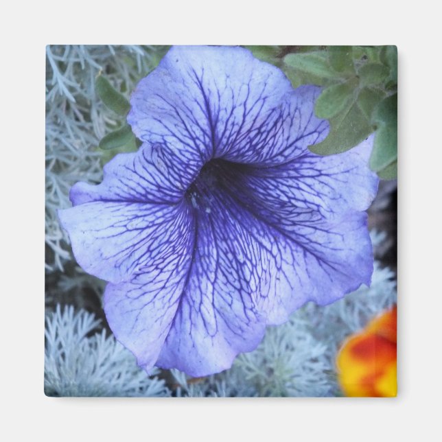 Lila Petunia Magnet (Framsidan)