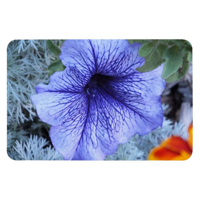 Lila Petunia Magnet (Horisontell)