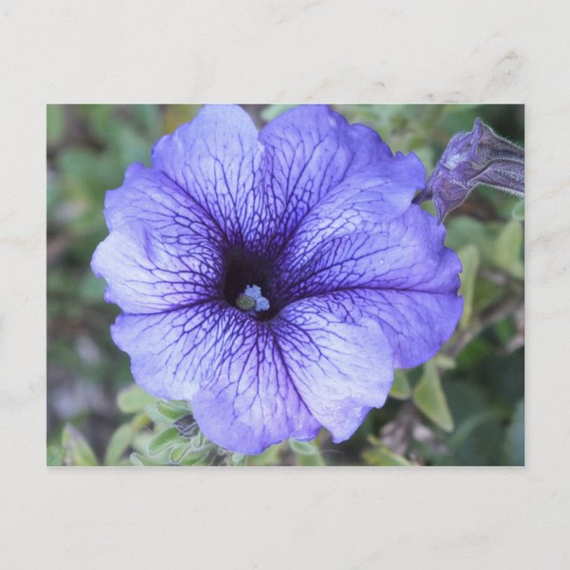 Lila Petunia Postcad Vykort (Framsida)