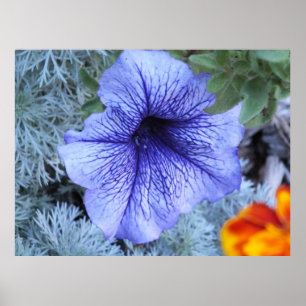 Lila Petunia Poster