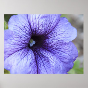 Lila Petunia Poster