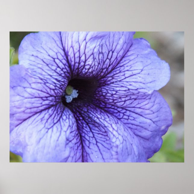Lila Petunia Poster (Framsidan)
