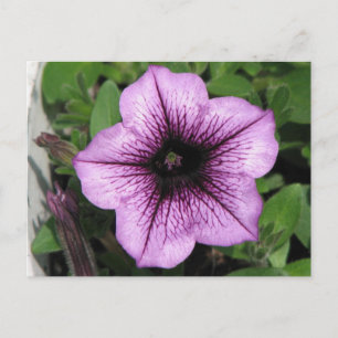 Lila Petunia Vykort
