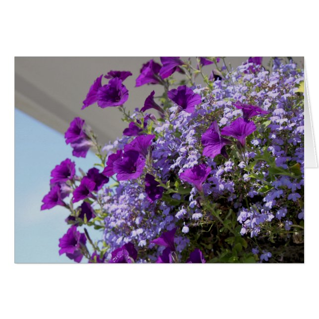 Lila Petunias 5 x 7-kort Hälsningskort (Framsidan Horizontal)