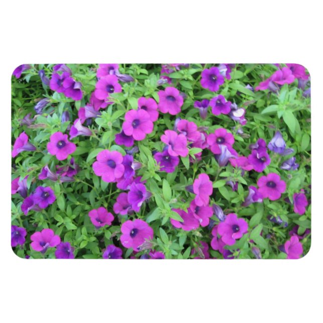 Lila Petunias Flexible Magnet (Horisontell)