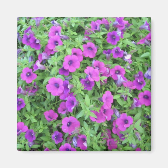 Lila Petunias Magnet (Framsidan)