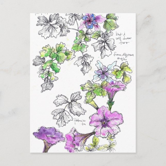 Lila Petunias Pen och Bläck Flower Sketch Vykort (Framsida)
