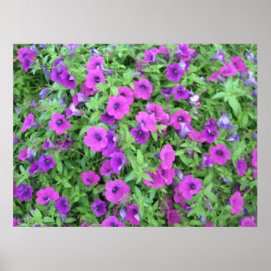 Lila Petunias Poster