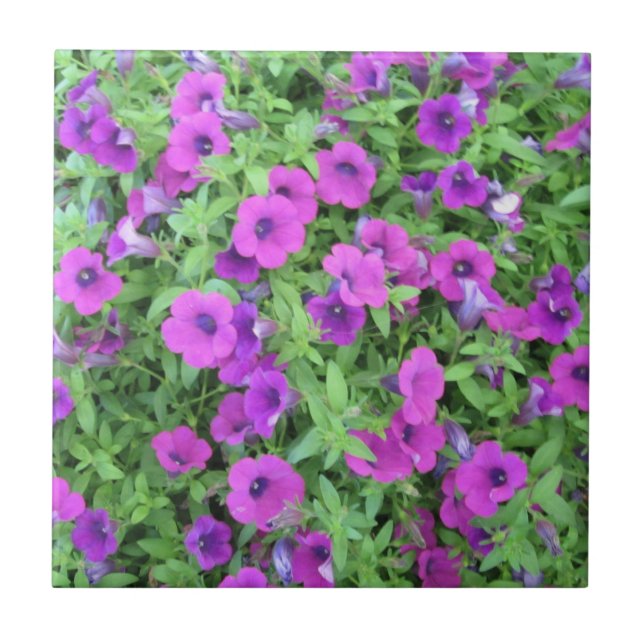 Lila Petunias Tile Kakelplatta (Framsidan)