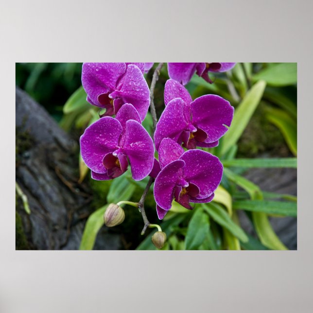 Lila Phalaenopsis Orchid Poster (Framsidan)