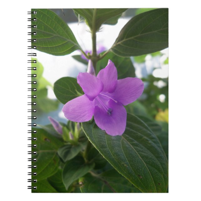 Lila Philippine Violet Anteckningsbok (Framsidan)