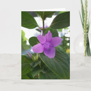 Lila Philippine Violet Kort