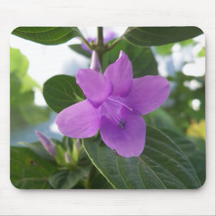 Lila Philippine Violet Musmatta