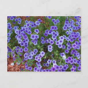 Lila Phlox-blommor på en Vykort