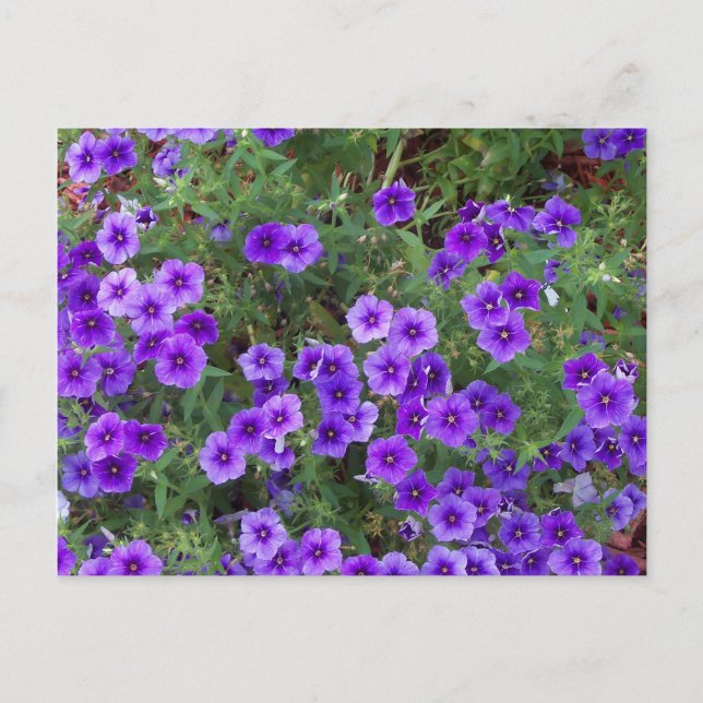Lila Phlox-blommor på en Vykort (Framsida)