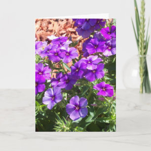 Lila Phlox-blommor på ett blankgratulationskort Kort