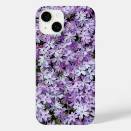 Lila Phlox Flowers
