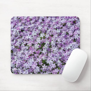 Lila Phlox Flowers Musmatta