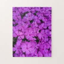 Lila Phlox Flowers