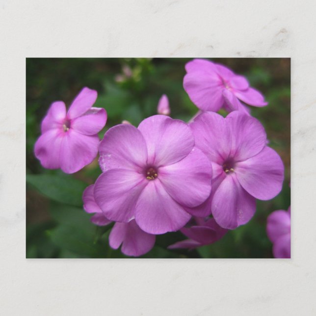 Lila Phlox Flowers Vykort (Framsida)