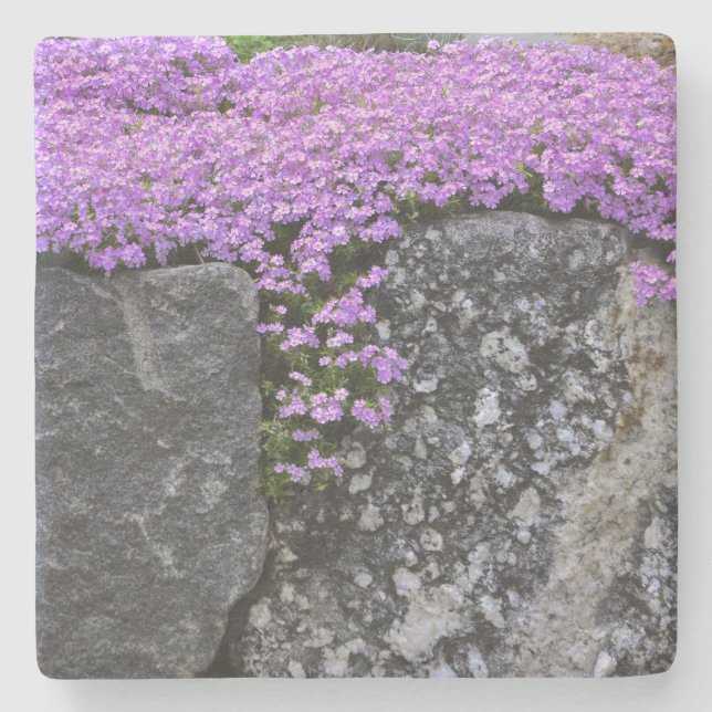 Lila Phlox på Sten Stenunderlägg (Framsidan)