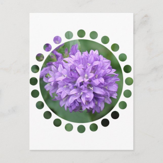 Lila Phlox vykort (Framsida)