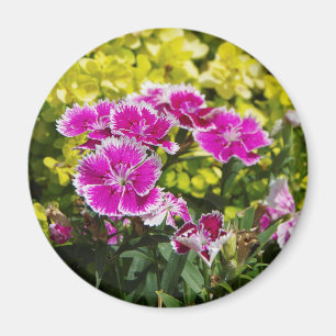Lila Picotee magnet