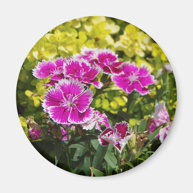 Lila Picotee magnet (Framsidan)