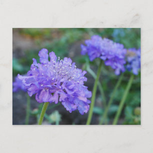 Lila Pincushion Flowers vykort