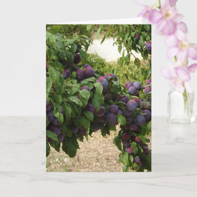 Lila Plum Träd Kort (Orkide)