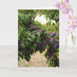 Lila Plum Träd Kort