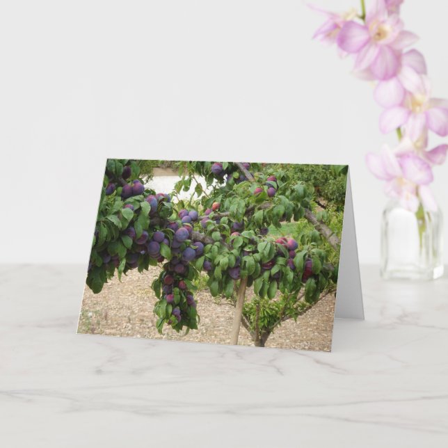 Lila Plum Träd Kort (Orkide)
