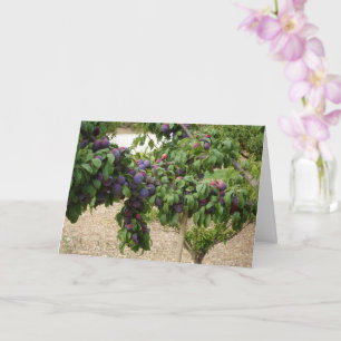 Lila Plum Träd Kort