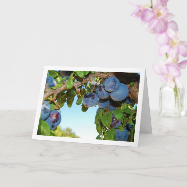 Lila Plums, Blå himmel Porträtt Kort (Orkide)