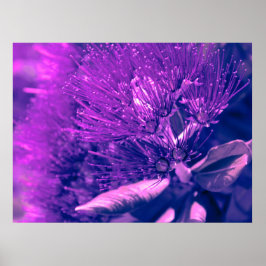 Lila Pohutukawa Träd Poster